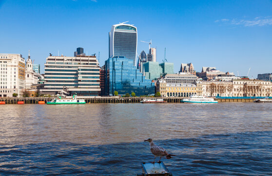 Gull standing on a post, looking at the london cityscape and modern skyscrapers across the river thames