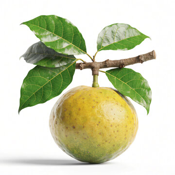 Ripe bael fruit with green leaves on a short branch, isolated on white