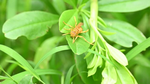 Yellow paper wasp. Its other names &nbsp;variegated paper wasp and&nbsp;Polistes versicolor. This is a&nbsp;subtropical&nbsp;social wasp within&nbsp;Polistes, the most common genus of&nbsp;paper wasp. Its bite causes a lot of pain