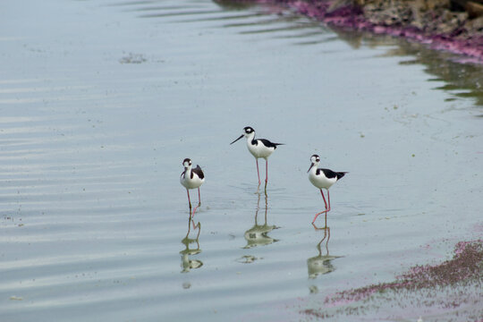 Black-necked Stilt / Cig&uuml;e&ntilde;uela Cuellinegra, imagen tomada en las piscinas de Ecuasal, refugio de aves de la costa en Ecuador