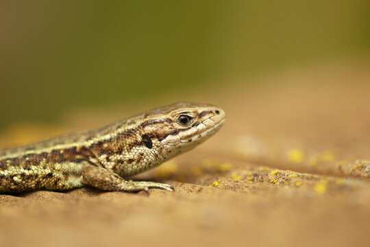 View of a common lizard resting on a textured surface with yellow lichen in the United Kingdom.