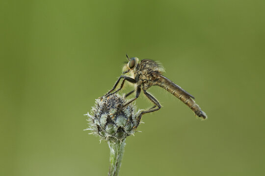 View of a robber fly perched on a flower bud against a soft green background in the United Kingdom.