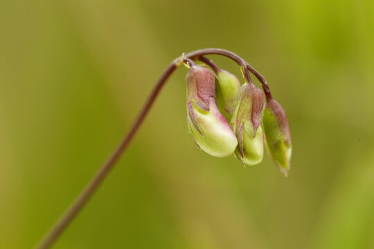 View of Marsh Pea flower buds with delicate green and pink petals against a soft blurred natural background in the United Kingdom.