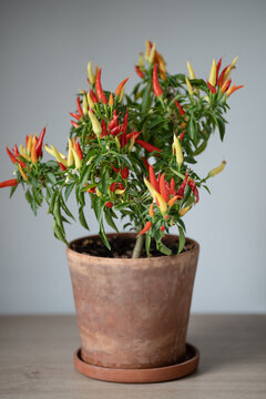 Dwarf indoor chili pepper displays abundant red and yellow fruit in rustic terracotta pot, combining edible home gardening, colorful ornamental foliage and compact apartment growing indoors.