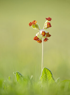 View of a False Oxslip flower blooming in a green meadow in Hampshire, United Kingdom.