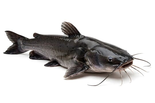 Fresh black bullhead catfish with bullhead