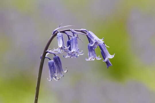View of a delicate bluebell flower with its characteristic drooping bell-shaped petals in the United Kingdom.