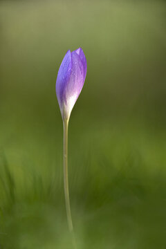 View of a single purple Autumn Crocus flower bud with delicate water droplets on its petals, set against a soft, out-of-focus green background in Northamptonshire, United Kingdom.