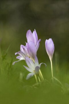View of delicate purple autumn crocus flowers blooming in a grassy meadow with soft natural light in Northamptonshire, United Kingdom.