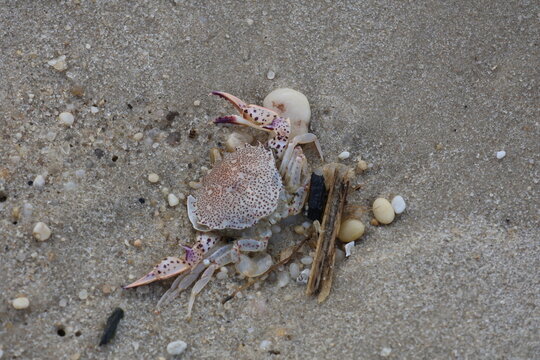 Colorful crab shell washed up on the beach.