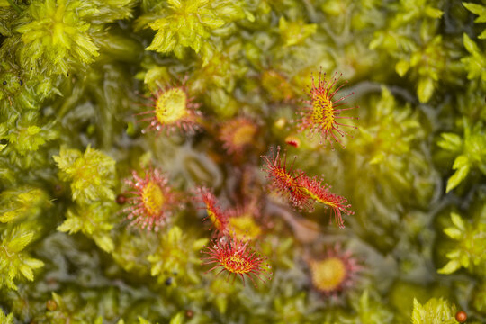 View of a Common Sundew with its distinctive red sticky tentacles growing amidst vibrant green moss in the United Kingdom.