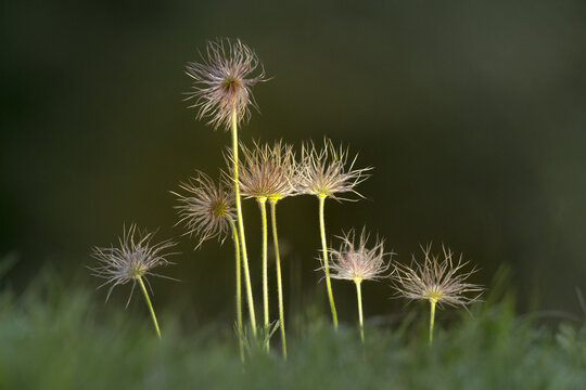 View of delicate Pasque flower seed heads standing in a grassy meadow in Cambridgeshire, United Kingdom.