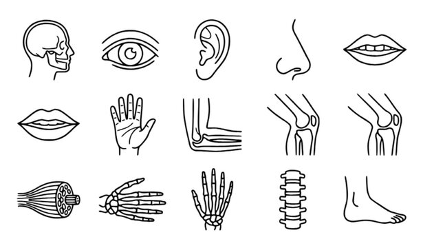 Human Anatomy Body Parts Medical Thin Line Vector Icon Set