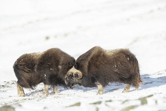 View of two muskoxen head-butting in the snow in Dovrefjell National Park, Norway.