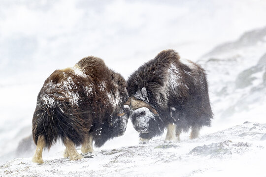 View of two muskoxen butting heads in a snowy landscape during a winter storm in Dovrefjell National Park, Norway.