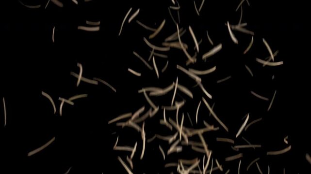 Small organic wood shavings and dry pine needles explode and fly across black background in slow motion. Cinematic abstract particle video footage provides dynamic textured asset for design element.