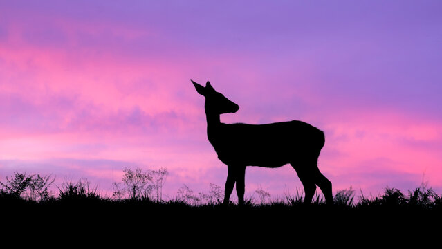 Silhouette d'une biche se d&eacute;tachant d'un ciel rose de coucher de soleil