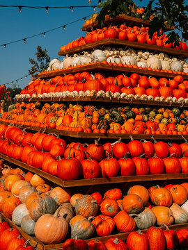 Large pyramid display of fresh orange pumpkins at an outdoor farm