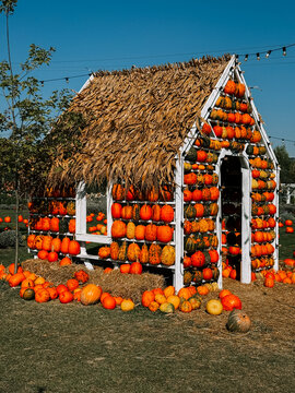 Small wooden shed covered in bright orange pumpkins during a sunny