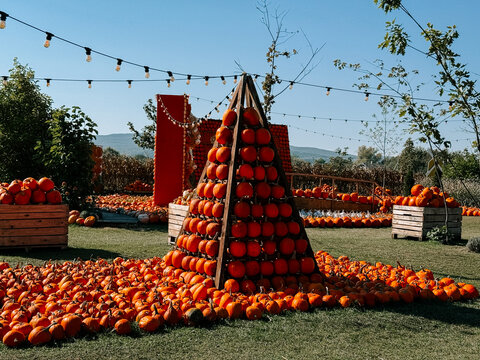 Pyramid made of orange pumpkins displayed on a grassy field during a