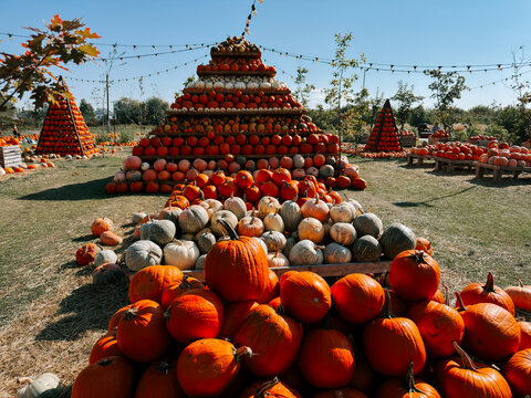 Large pyramid of harvested pumpkins displayed on a farm during a