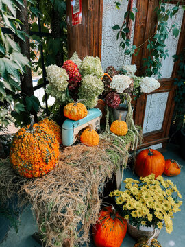 Rustic display of orange pumpkins and white hydrangea flowers on a