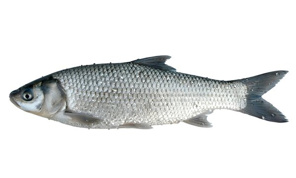 Freshwater fish species with freshwater