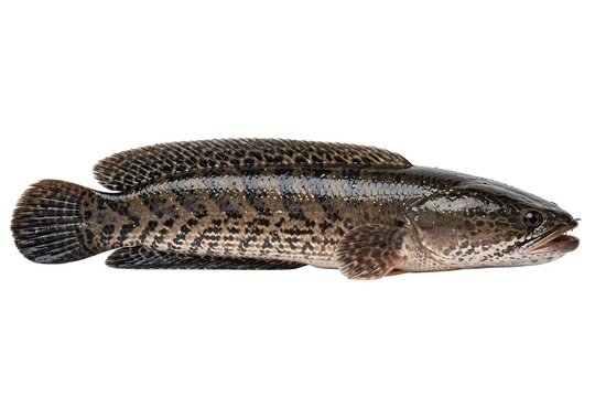 Fresh spotted snakehead fish with snakehead