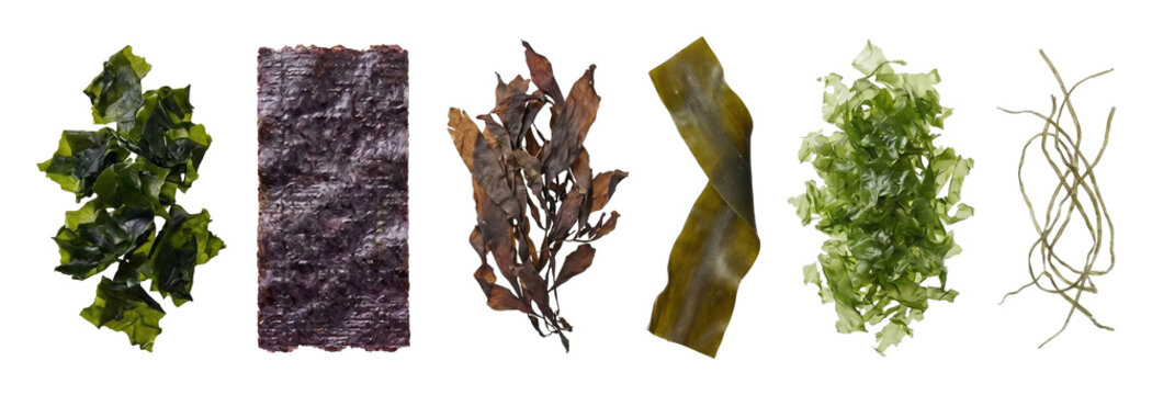 Collection of various edible seaweeds including wakame, nori, arame, kombu, and sea lettuce, showcasing a diverse assortment of textures, colors, and shapes in a neat row