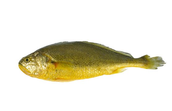 frozen yellow croaker isolated on white background