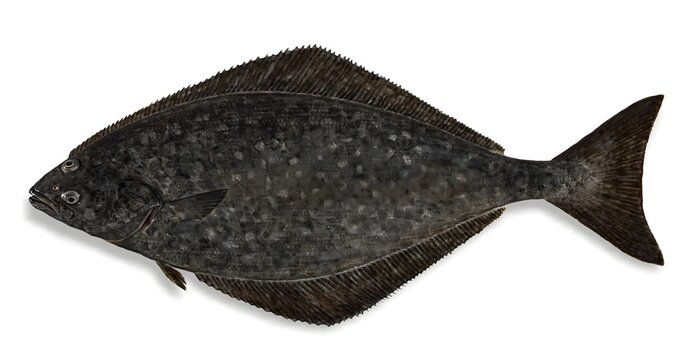 Flat dark flounder fish with flounder, flatfish