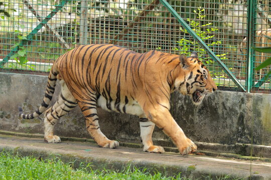 A large tiger walks along a pathway inside an outdoor zoo enclosure beside a metal fence.