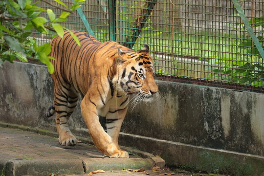 A large Bengal tiger walking along a paved pathway inside an outdoor zoo enclosure with green foliage.