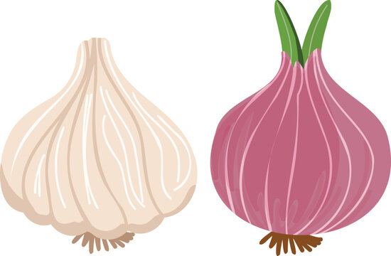 Set of fresh onion and garlic vector illustration