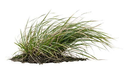 Small cluster of green wild grass growing on the ground © gdarafat