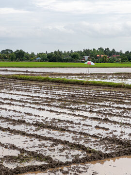 Muddy flooded rice field prepared for agricultural planting