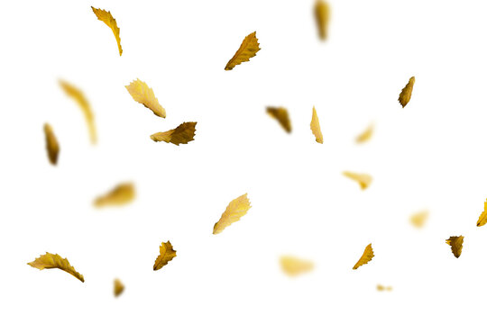 Falling autumn leaves on white background