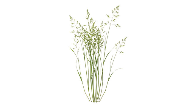 Green wild grass sprig isolated icon
