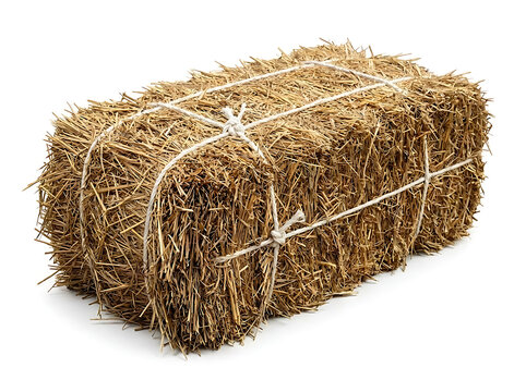 Single rectangular bale of dry golden straw tied with string against white hay bale agricultural product farm feed dried hay farm harvest yellow straw animal fodde