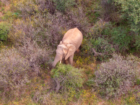 Aerial view of an elephant grazing among shrubs and yellow wildflowers in the African savanna, Africa.