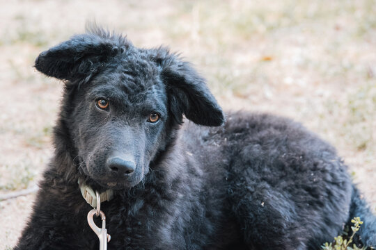 Black curly haired puppy wearing a collar and leash, lying on the dirt ground with some scattered green plants