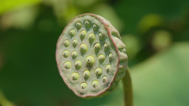 Close Up Lotus Seed Pod with Clustered Holes, Natural Trypophobia Pattern in Bali