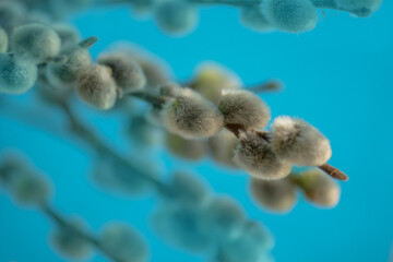Bright blue backdrop enhances neutral tones of natural plant material. Bouquet of pussy willow on blue background with soft texture. © lesichkadesign