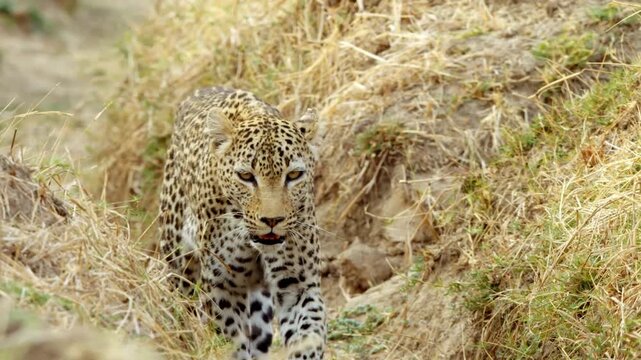 Leopard walks low on dry grassy slope from low eye level, tongue briefly visible, black rosettes and whiskers clear as it advances along crumbly soil and exposed roots in warm daylight