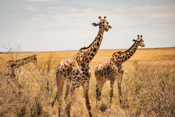 Giraffen in Kenia Massai-Mara © Joas