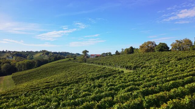 Exploring a vineyard in Jurancon, France showcasing lush green vines