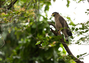 Fototapeta premium Crested serpent eagle perched on a tree, Tadoba Andhari Tiger Reserve, India