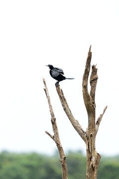 Little cormorant perched on tree at Tadoba tiger reserve, India