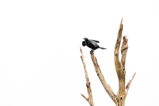 Highkey image of a Little cormorant perched on tree at Tadoba tiger reserve, India