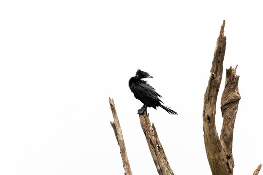 Little cormorant perched on tree at Tadoba tiger reserve, India